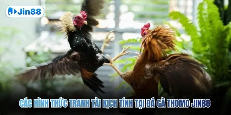 Đá Gà Thomo JIN88 – Quy Tụ 10+ Trận Đấu Mỗi Ngày - hình ảnh - jin88.uk.cc
