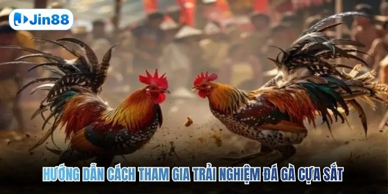 Đá Gà Cựa Sắt JIN88 – Đấu Trường Chân Thực Top 1 2026 - hình ảnh - jin88.uk.cc