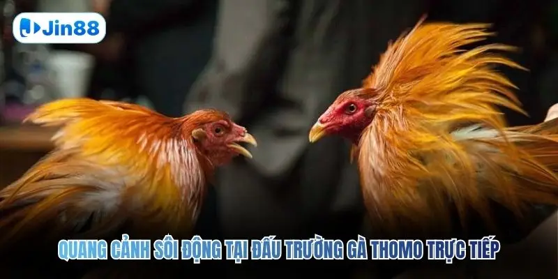 Đá Gà Thomo JIN88 – Quy Tụ 10+ Trận Đấu Mỗi Ngày - hình ảnh - jin88.uk.cc